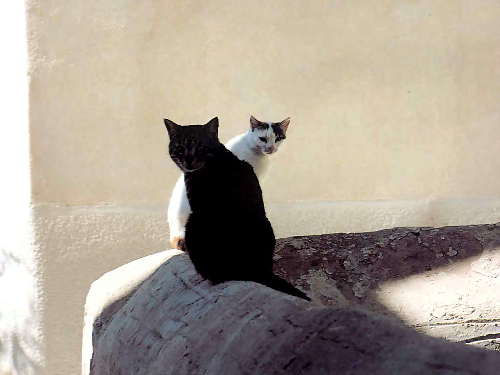 Gatti (131)